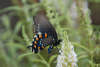 Blue Orange Butterfly